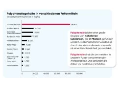 Versele Junior Plus I.C.⁺ 20kg -Haustierprodukte antioxidantien 17