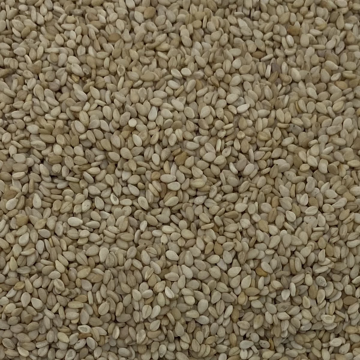 Sesamsaat - Vanrobaeys 25kg 3 Sesamsaat - Vanrobaeys 25kg