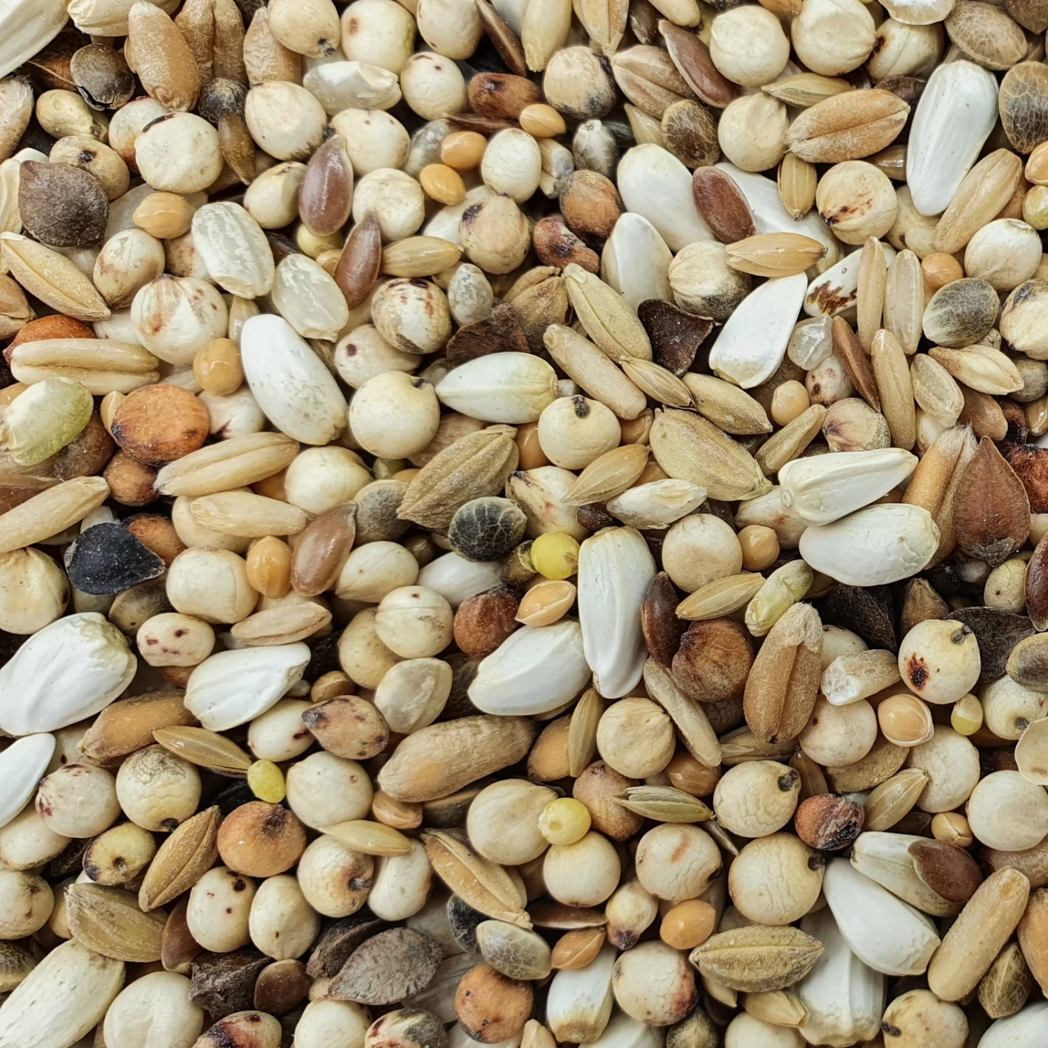 Spinne D.A. Sonderklasse 20kg 3 Spinne D.A. Sonderklasse 20kg